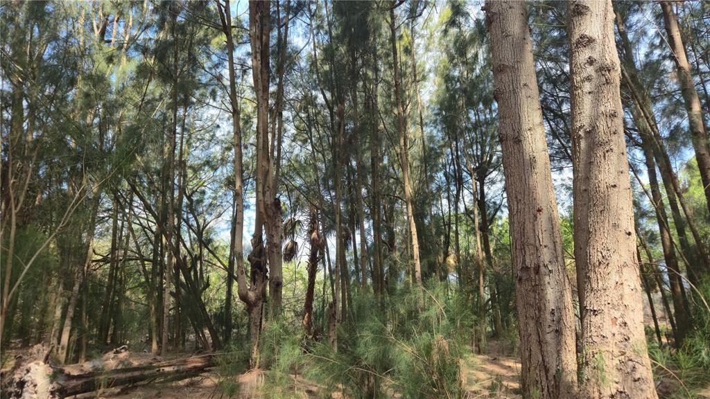 待售: $129,900 (5.97 acres)