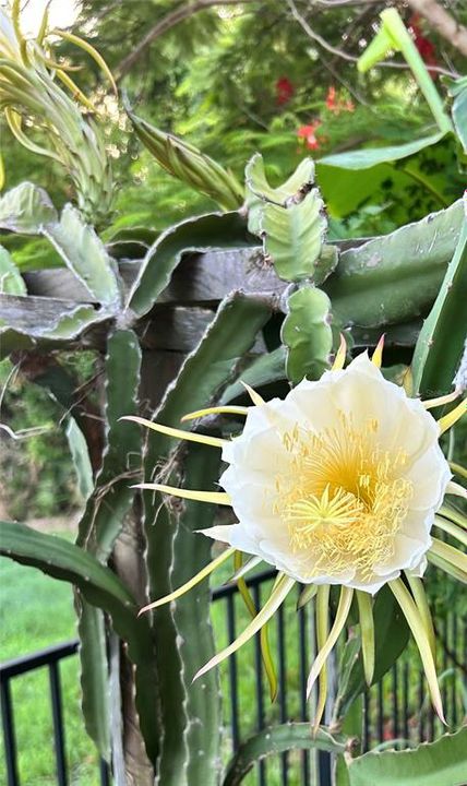 Activo con contrato: $395,000 (3 camas, 2 baños, 1483 Pies cuadrados)