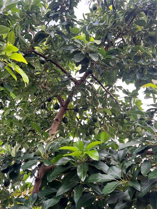 合同活跃: $214,468 (2 贝兹, 1 浴室, 1112 平方英尺)