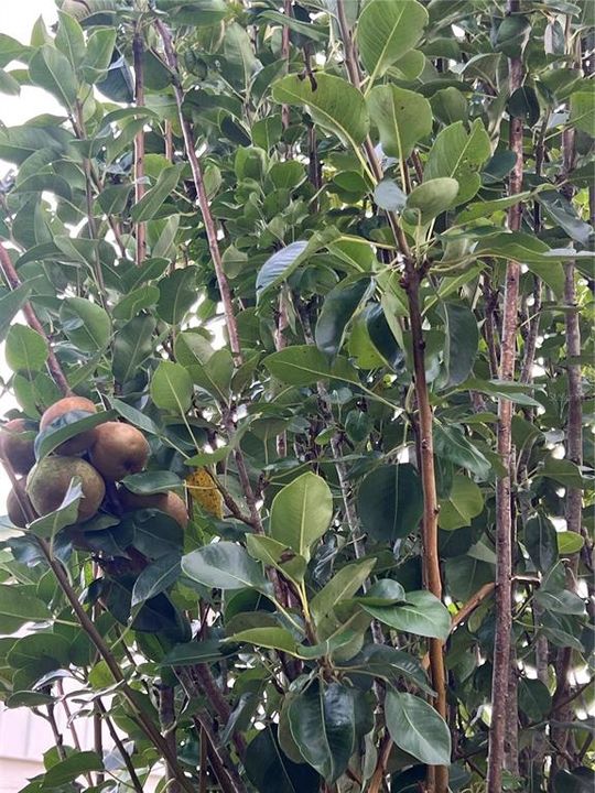 合同活跃: $214,468 (2 贝兹, 1 浴室, 1112 平方英尺)