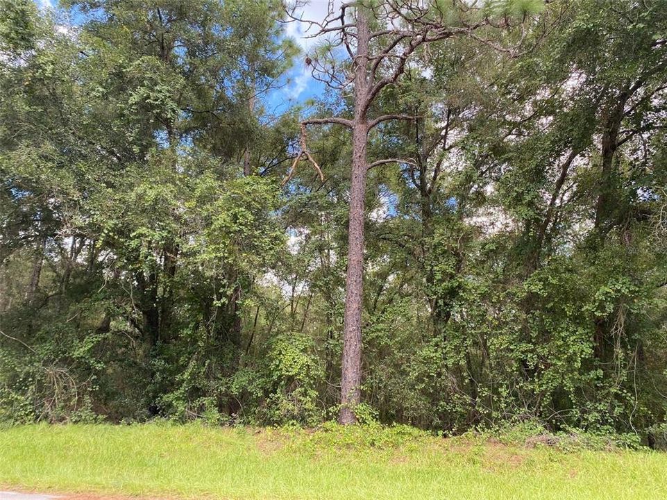 En Venta: $17,500 (0.25 acres)