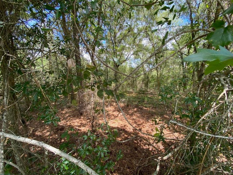 En Venta: $17,500 (0.25 acres)