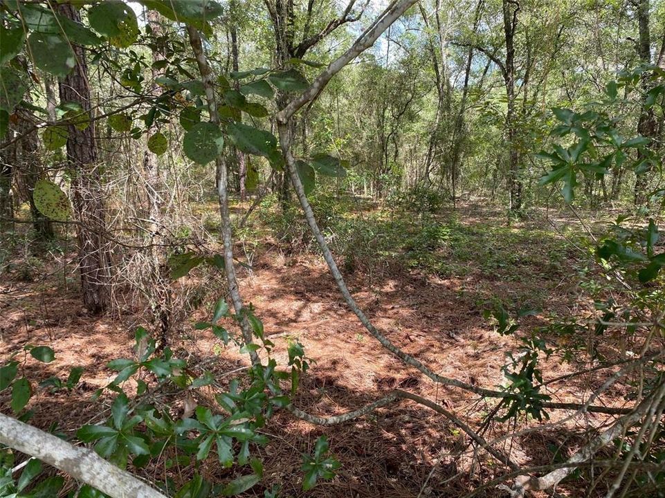 En Venta: $17,500 (0.25 acres)