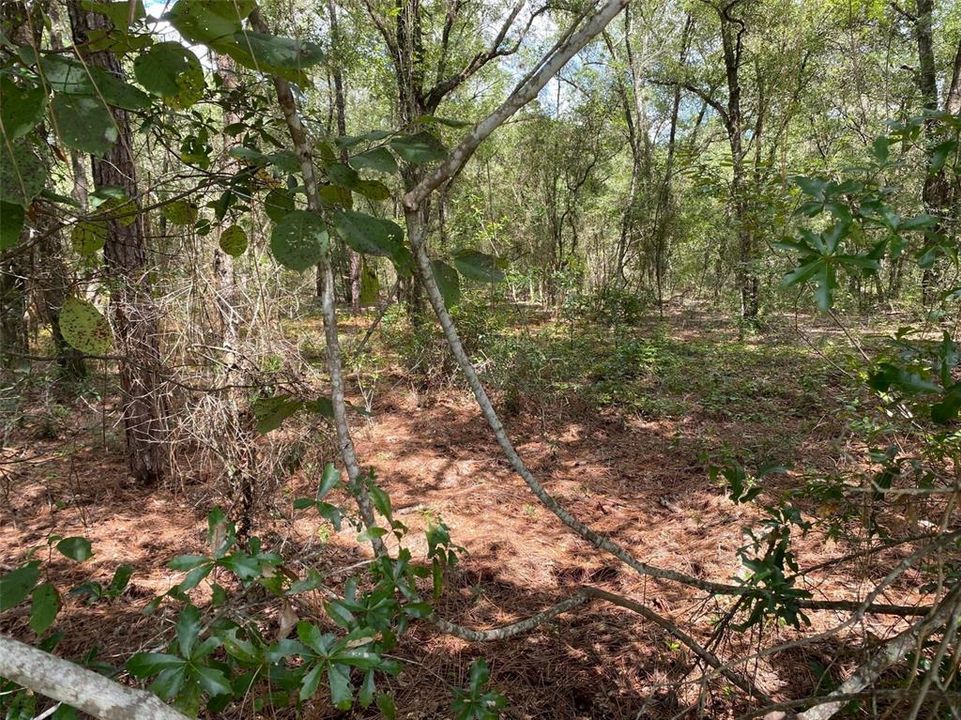En Venta: $17,500 (0.25 acres)