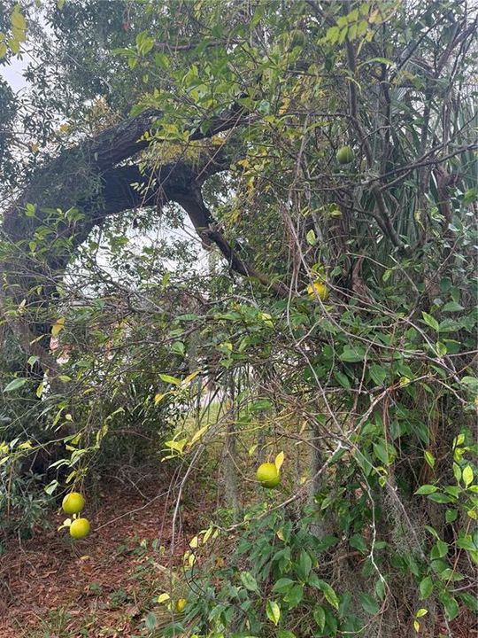 待售: $177,000 (2 贝兹, 1 浴室, 600 平方英尺)