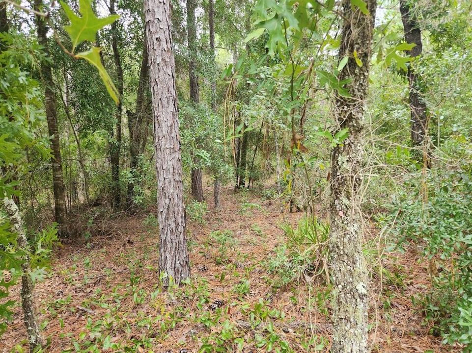 For Sale: $34,900 (0.23 acres)