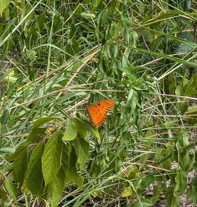 For Sale: $55,000 (0.49 acres)