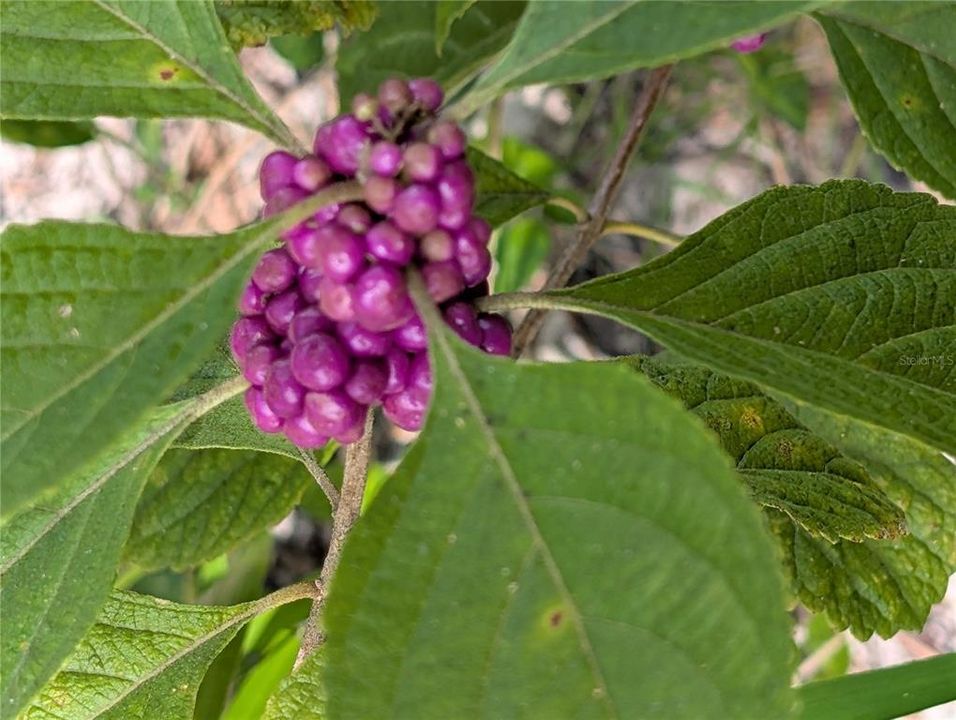 For Sale: $55,000 (0.49 acres)