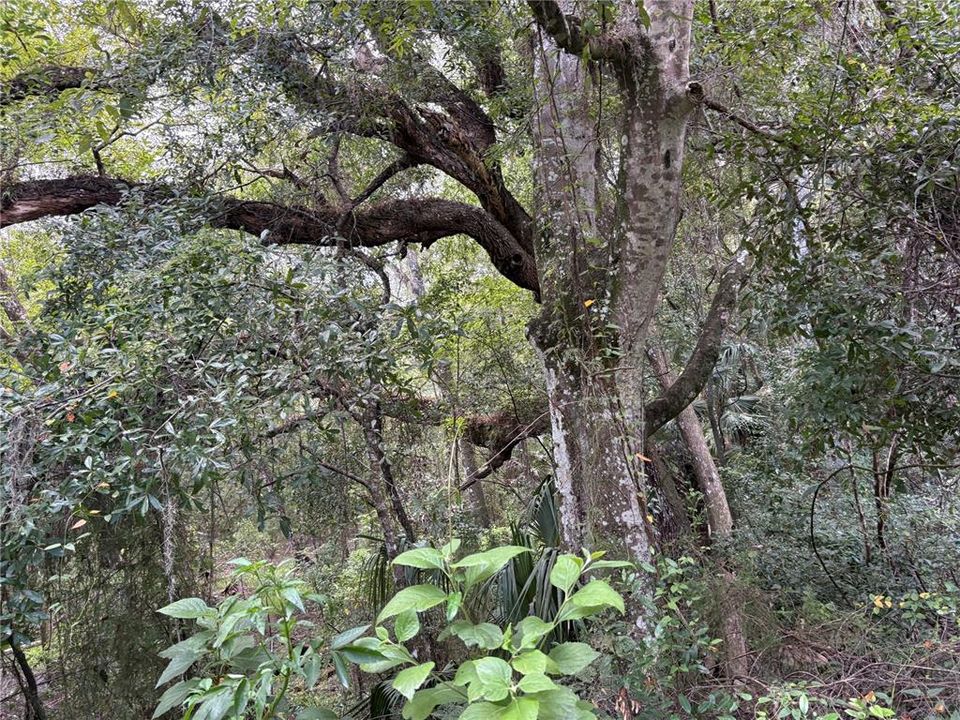 На продажу: $380,000 (9.00 acres)