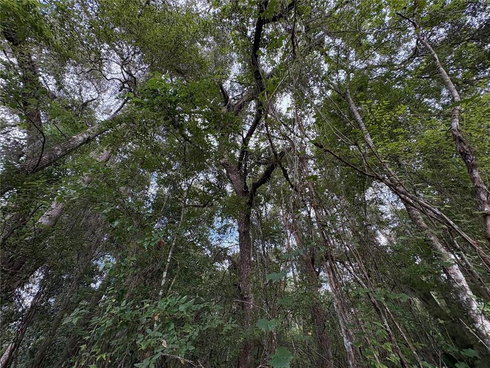 На продажу: $380,000 (9.00 acres)