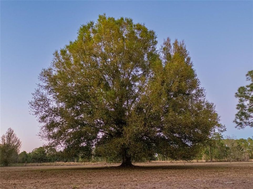 For Sale: $1,200,000 (14.52 acres)