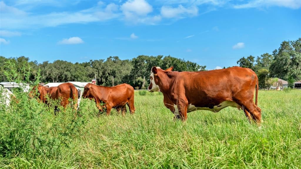 For Sale: $550,000 (8.33 acres)