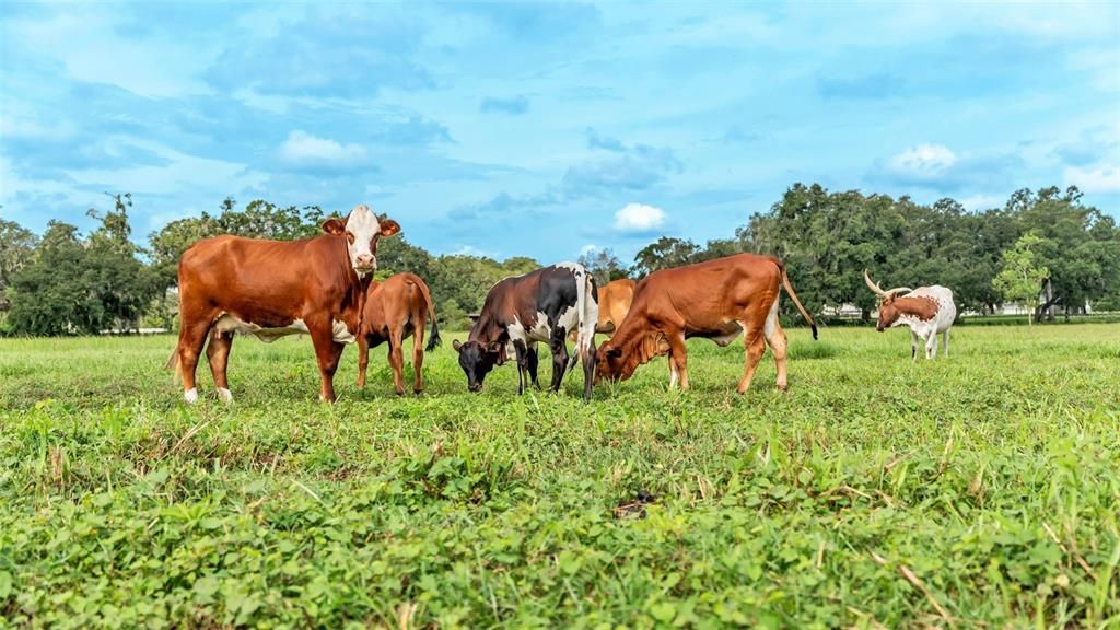 For Sale: $550,000 (8.33 acres)