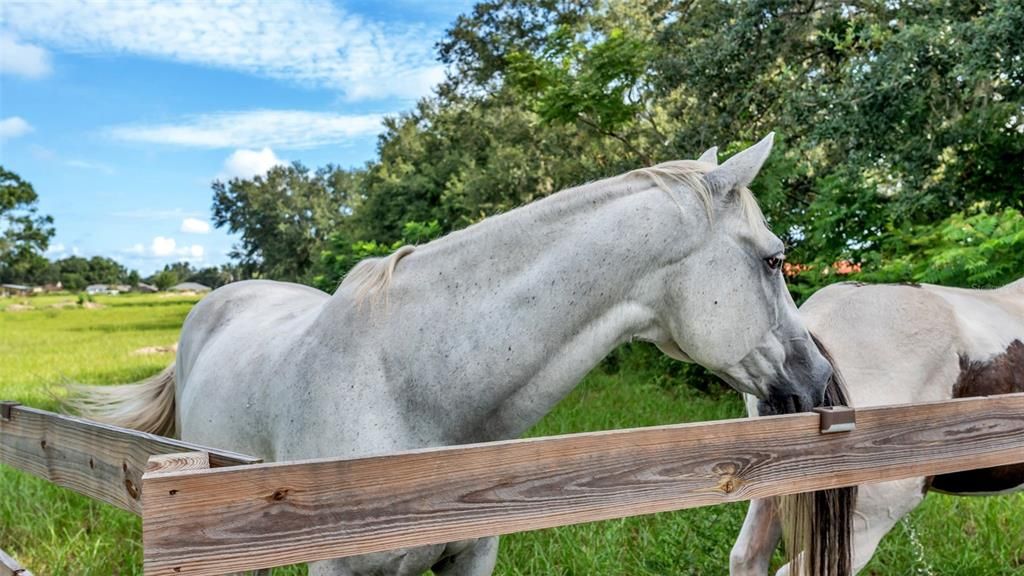 For Sale: $550,000 (8.33 acres)