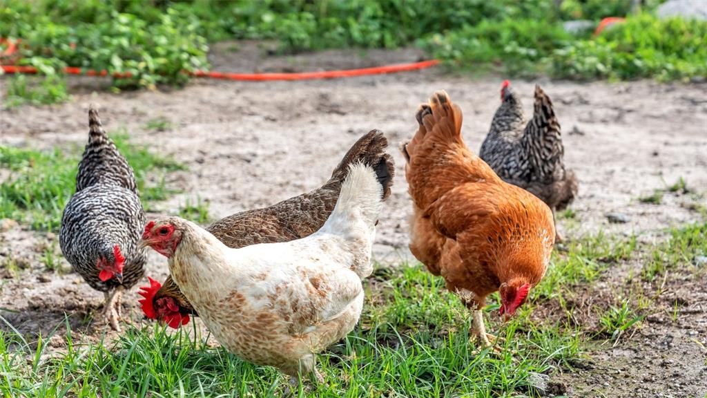 For Sale: $550,000 (8.33 acres)