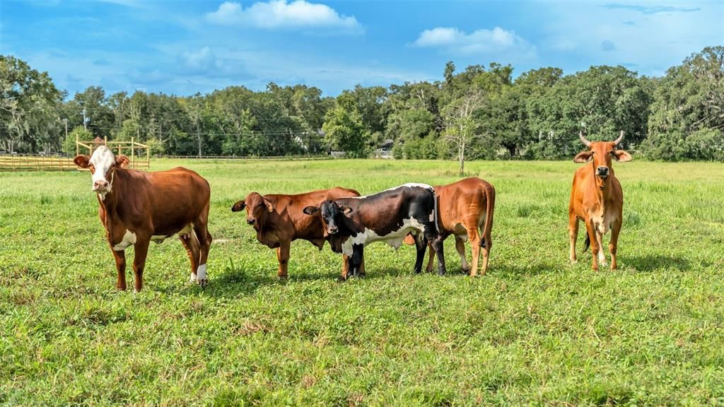 For Sale: $550,000 (8.33 acres)