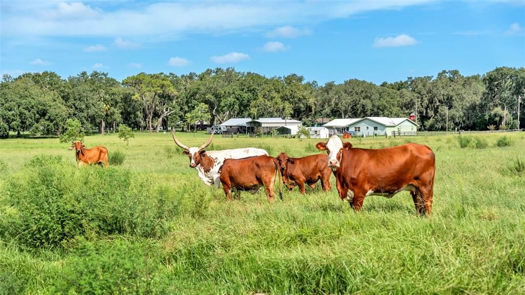 For Sale: $550,000 (8.33 acres)