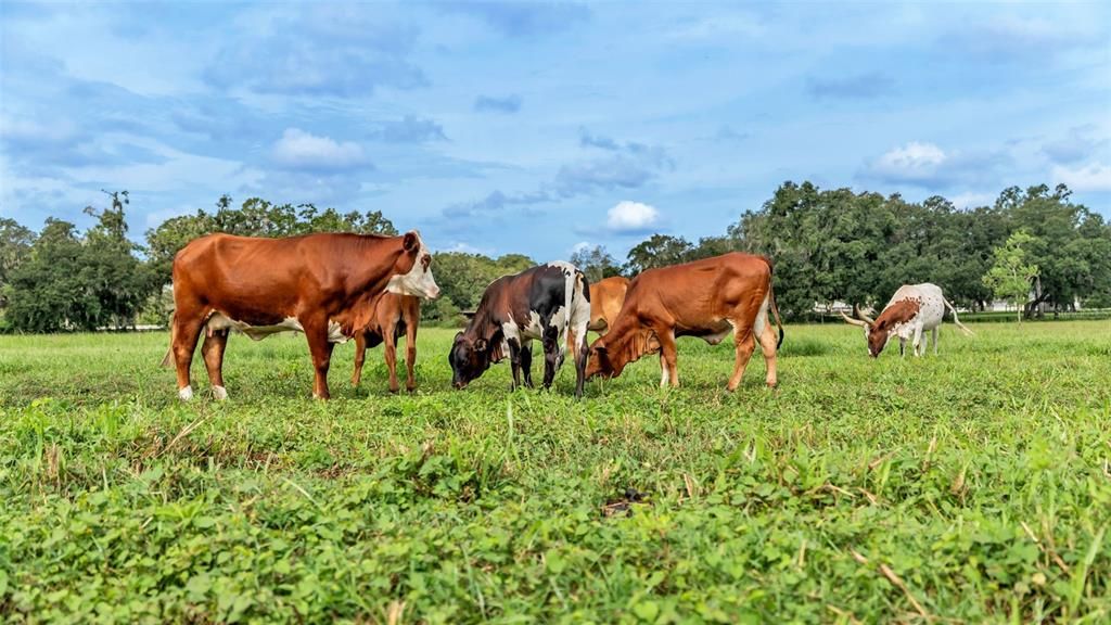 For Sale: $550,000 (8.33 acres)