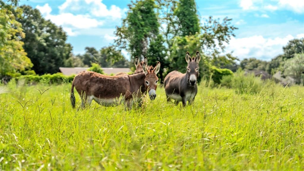 For Sale: $550,000 (8.33 acres)