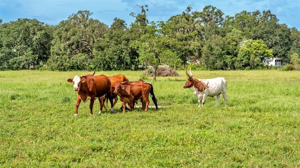 For Sale: $550,000 (8.33 acres)