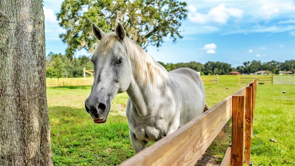 For Sale: $550,000 (8.33 acres)