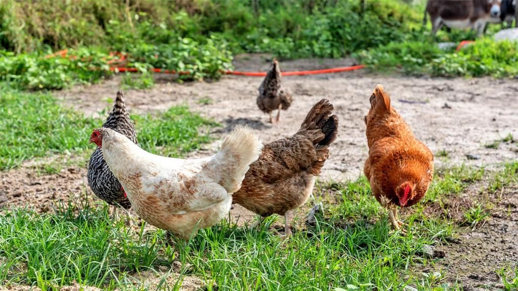 For Sale: $550,000 (8.33 acres)