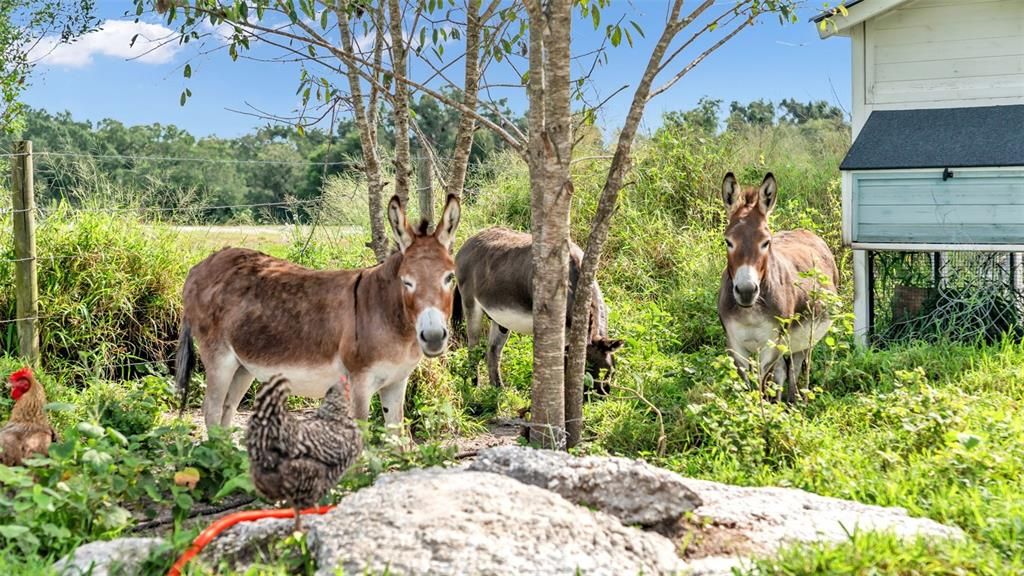 For Sale: $550,000 (8.33 acres)