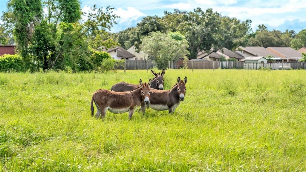 For Sale: $550,000 (8.33 acres)