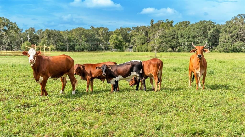 For Sale: $550,000 (8.33 acres)