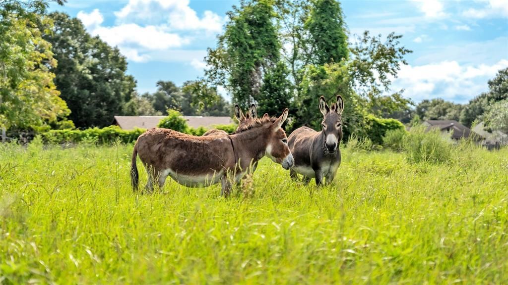 For Sale: $550,000 (8.33 acres)