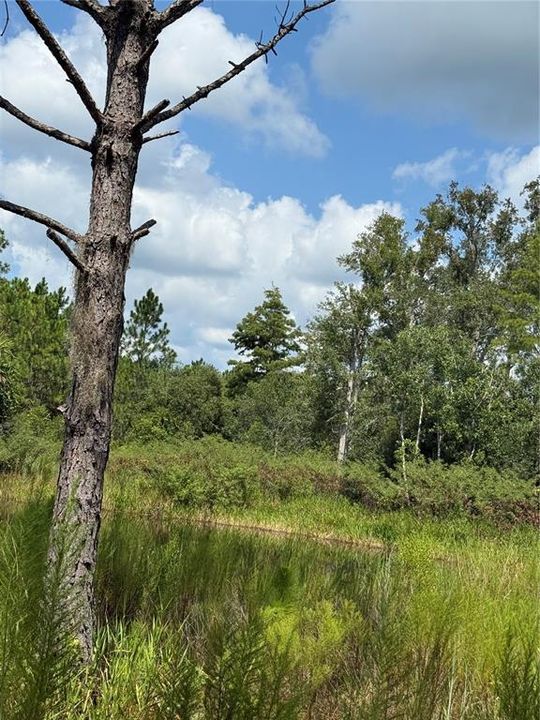 На продажу: $295,000 (5.00 acres)