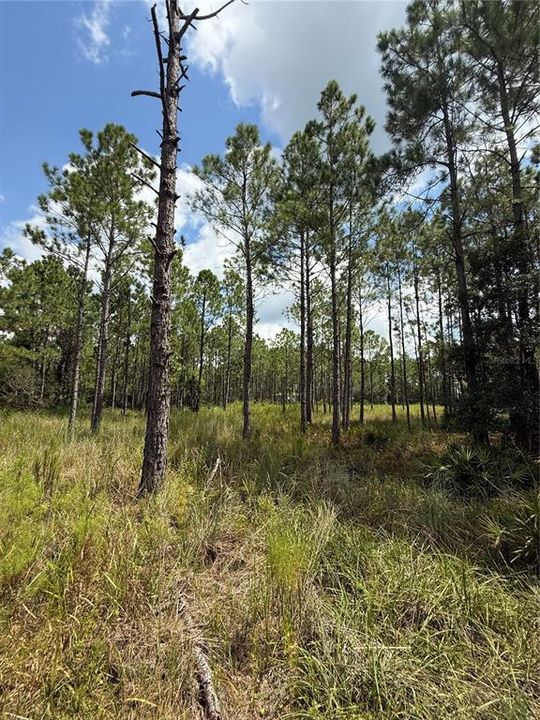 На продажу: $295,000 (5.00 acres)