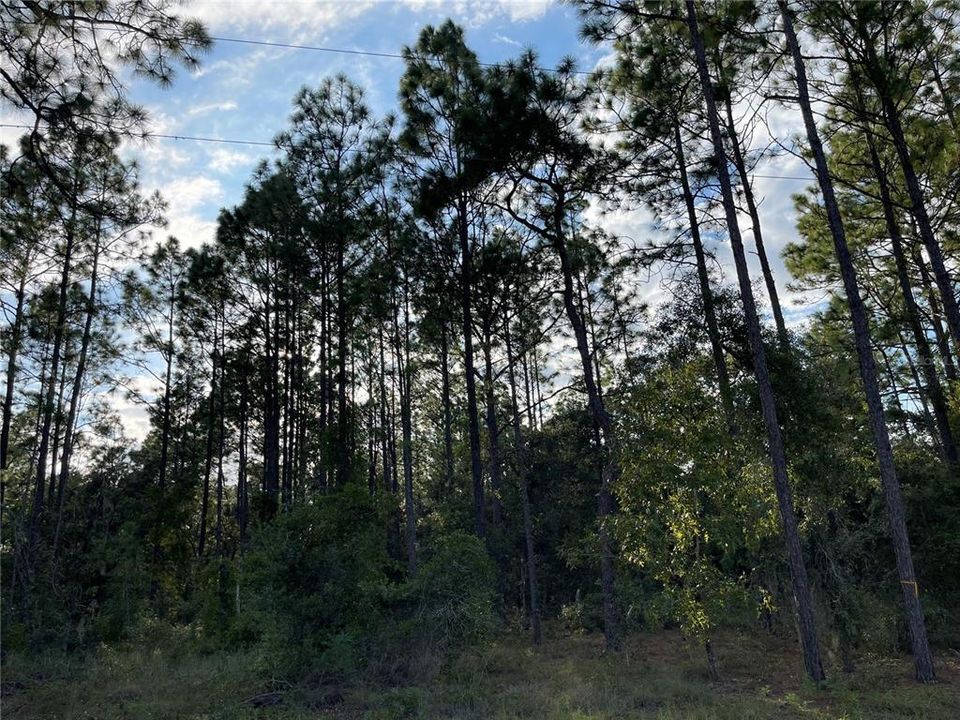 待售: $28,000 (1.25 acres)