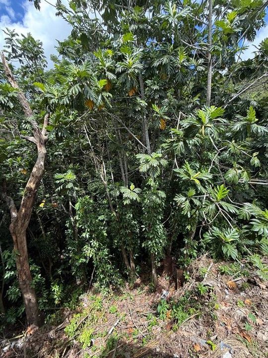 На продажу: $249,000 (4 спален, 2 ванн, 1199 Квадратных фут)