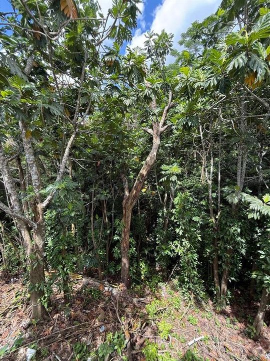 На продажу: $249,000 (4 спален, 2 ванн, 1199 Квадратных фут)