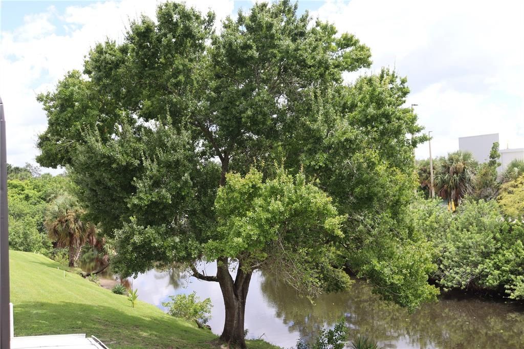 Под контрактом: $1,300 (2 спален, 2 ванн, 1116 Квадратных фут)