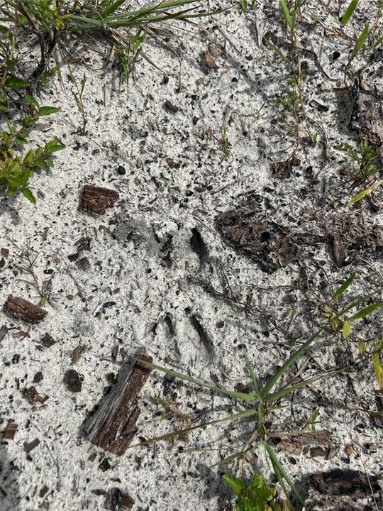 待售: $90,000 (5.00 acres)