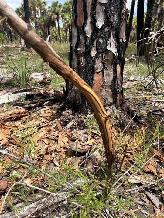 待售: $90,000 (5.00 acres)