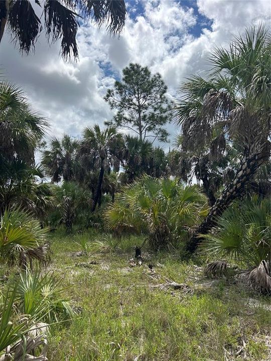 待售: $90,000 (5.00 acres)