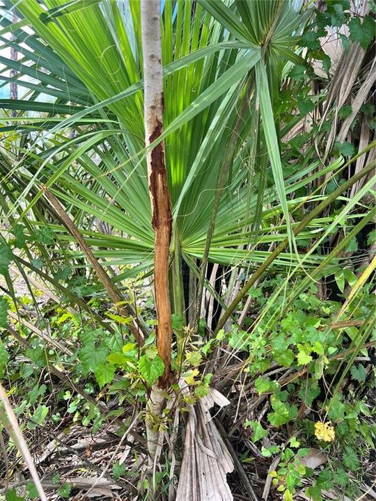 待售: $90,000 (5.00 acres)