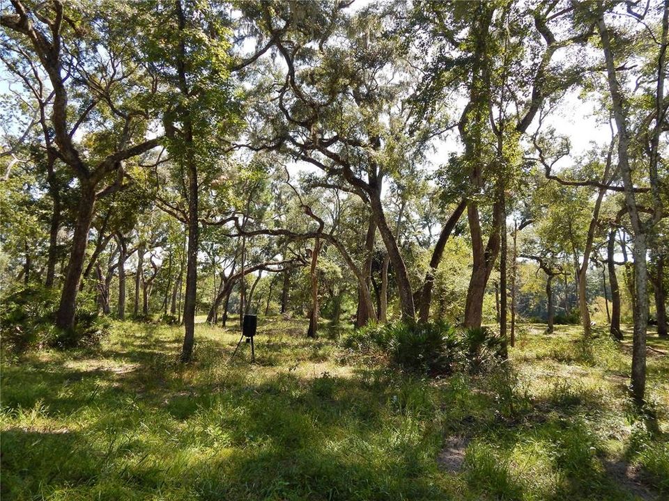 Active With Contract: $119,900 (3.15 acres)