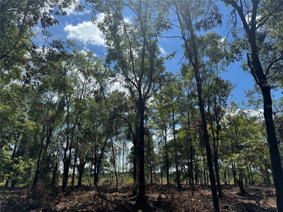 На продажу: $120,000 (10.00 acres)