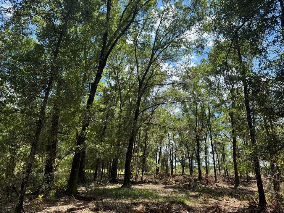 На продажу: $120,000 (10.00 acres)