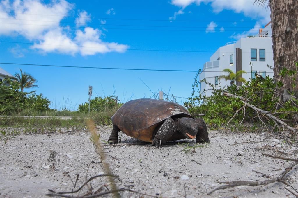 合同活跃: $1,129,990 (2 贝兹, 2 浴室, 1387 平方英尺)