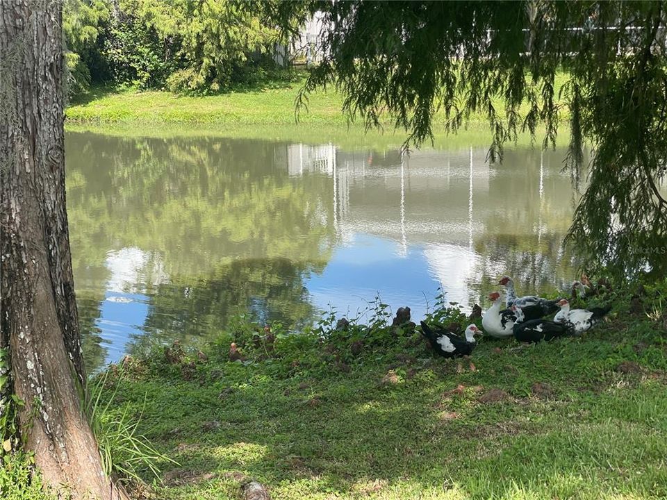 Под контрактом: $315,000 (3 спален, 2 ванн, 1719 Квадратных фут)