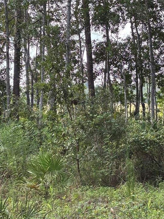 For Sale: $65,000 (3.04 acres)