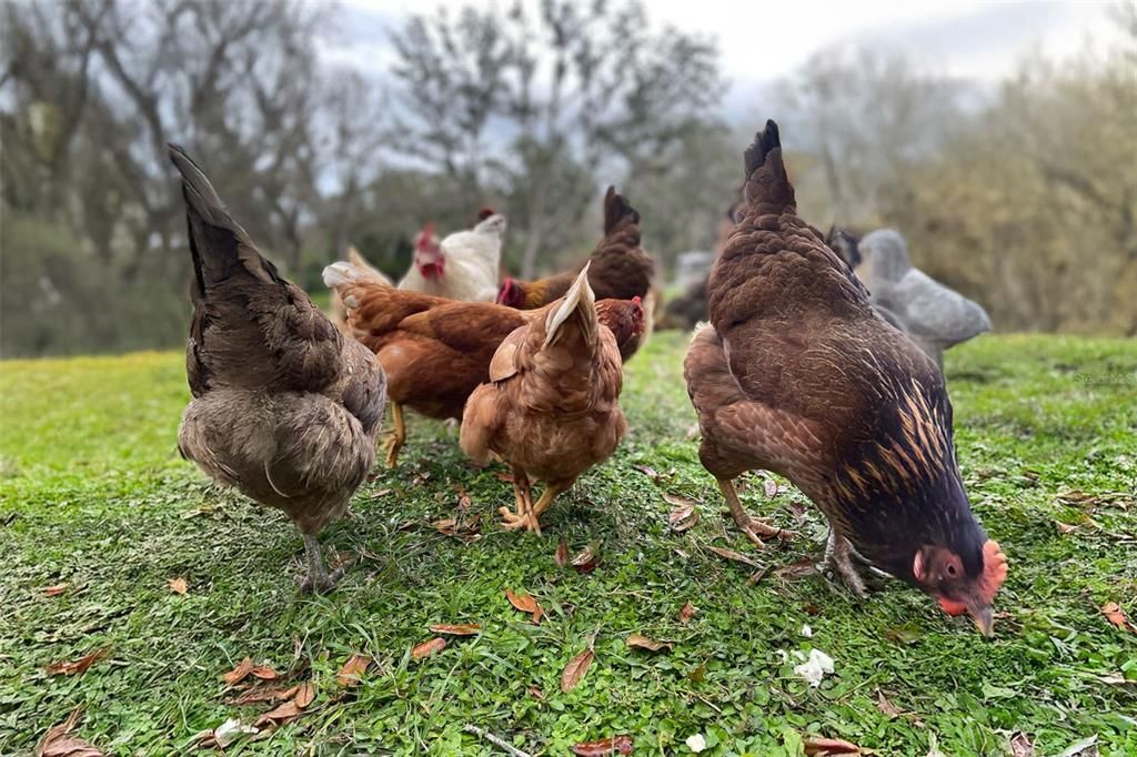 На продажу: $1,495,000 (3 спален, 3 ванн, 2894 Квадратных фут)