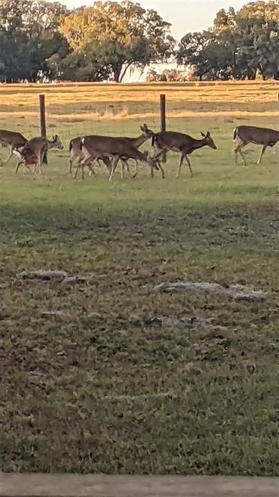 For Sale: $1,479,999 (3 beds, 2 baths, 1258 Square Feet)