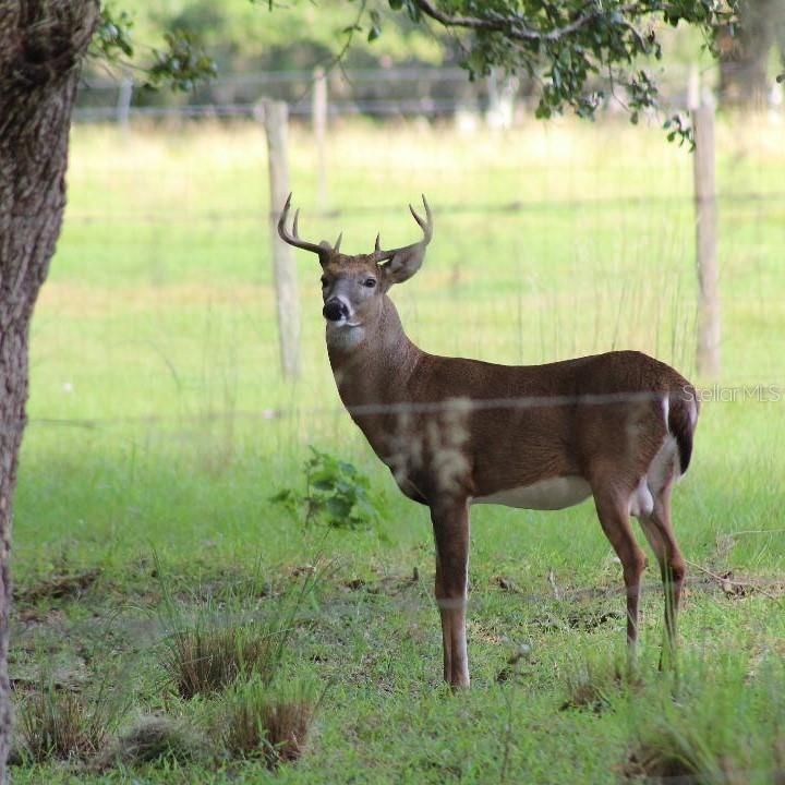 For Sale: $1,479,999 (3 beds, 2 baths, 1258 Square Feet)