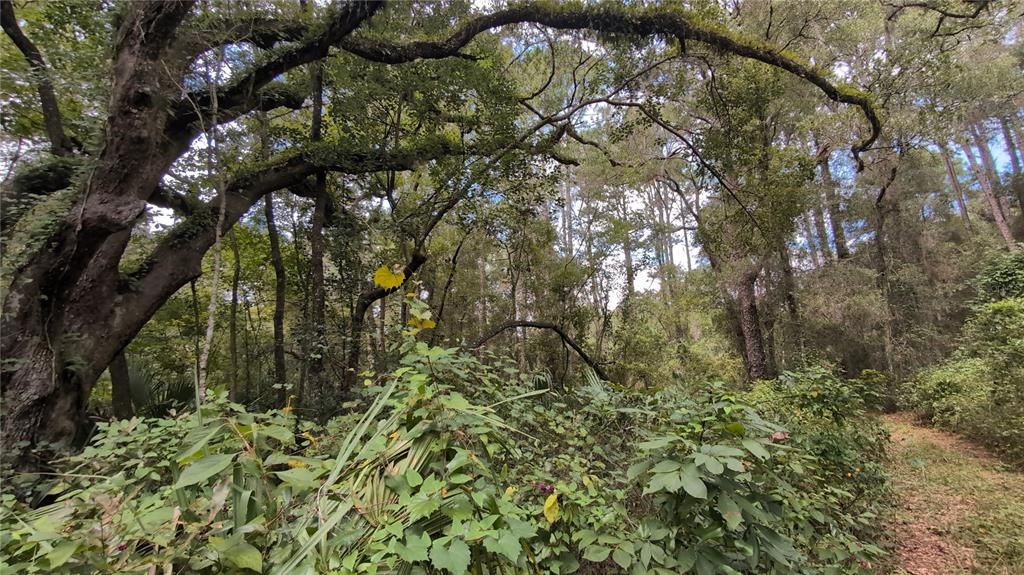 En Venta: $59,900 (1.00 acres)